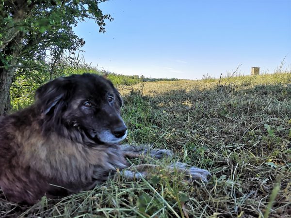 Ein Hund ruht sich im Schatten eines Baumes aus.