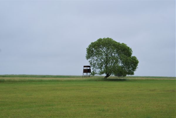 Hochsitz mit einsamen Baum am Schilfgürtel.
