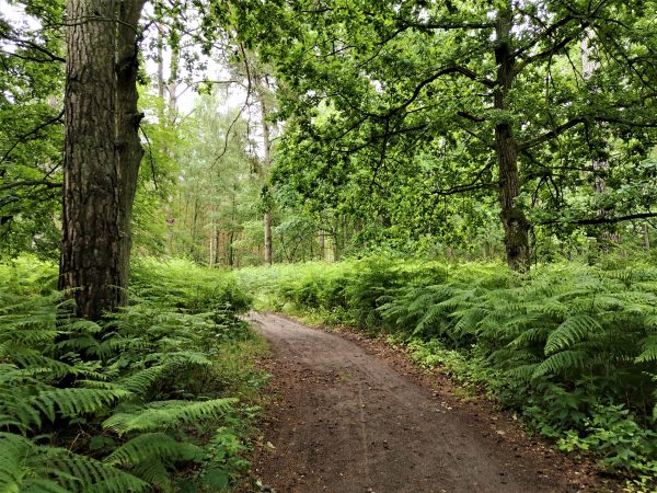 Ein Waldweg mit Farnen.