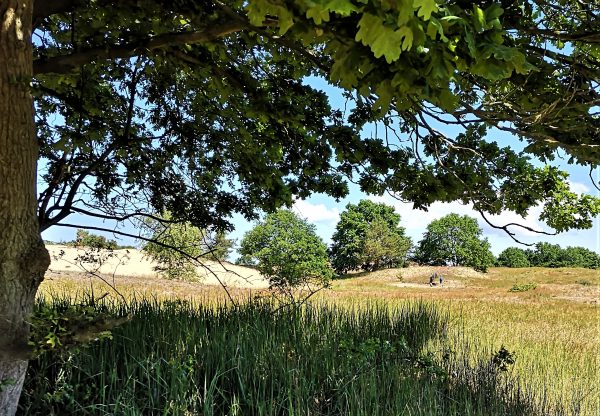 Die Binnendünen und eine Eiche.