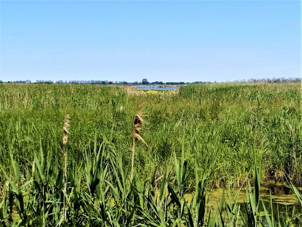 Blick über eine Moorwiese mit Wasserstelle und Höckerschwänen.