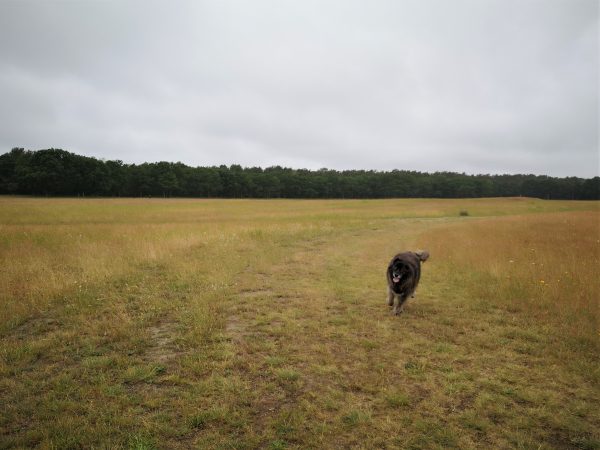 Ein Hund rennt über eine Wiese.