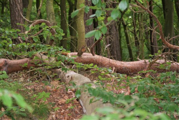 Ein Waldstück am Stettiner Haff.