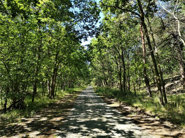 Eine alte Pflasterstraße im Wald.