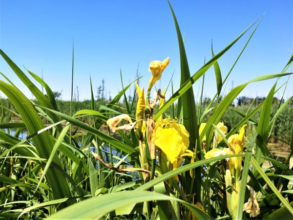 Schwertlilien gedeihen am Rande des Mühlgrabens.