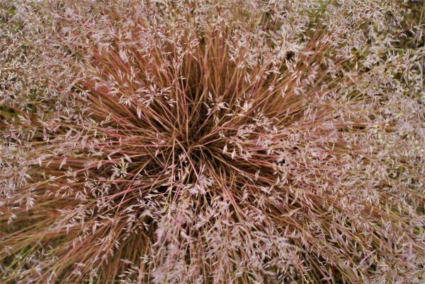 Gräser auf einer Wiese.