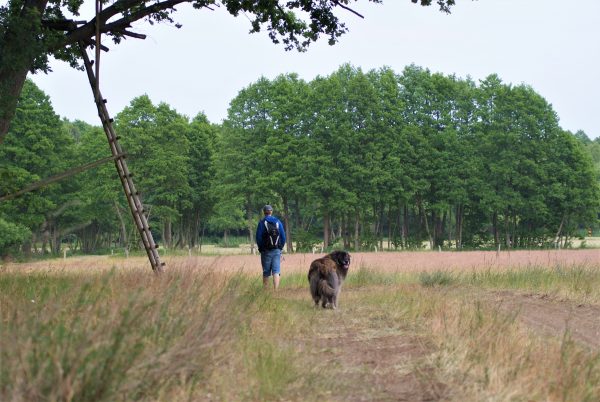 Ein Mann und sein Hund wandern zwischen Feldern am Stettiner Haff.