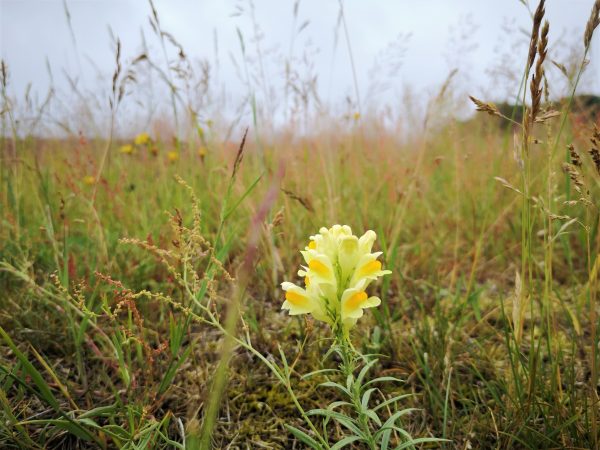 Ein Löwenmäulchen wächst auf einer Wiese.