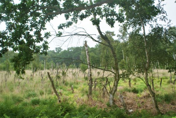 Ein Tümpel mit abgestorbenenen Birken.