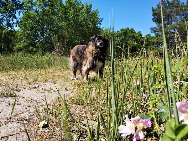 Ein Hund steht auf einem Sandweg.