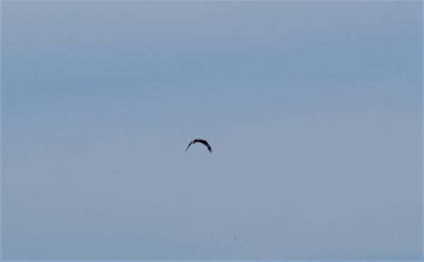 Ein Seeadler fliegt durch blauen Himmel.