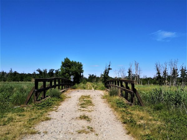 Eine Brücke führt über einen Fluss in den Wald.