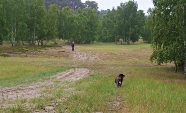 Ein Mann und ein Hund gehen durch die Heide.