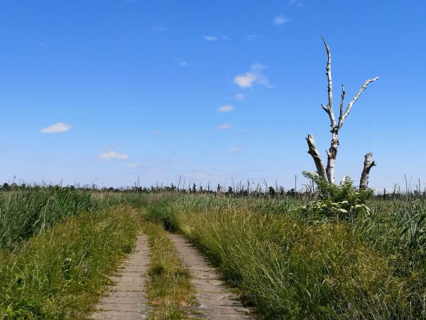 Eine Straße führt durch den Anklamer Stadtbruch.