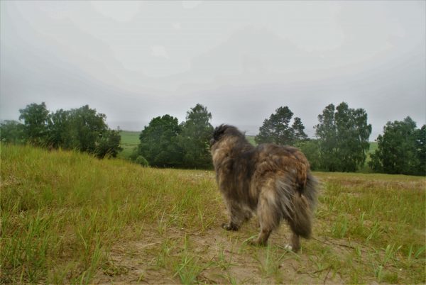 Ein Hund steht auf einem Hügel und schaut hinunter.