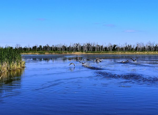 Gänse fliegen über einen Moorsee.