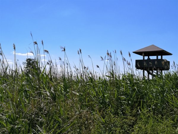 Ein Aussichtsturm im Moor.