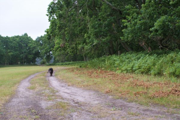 Ein Hund läuft auf einem Weg am Wald entlang.