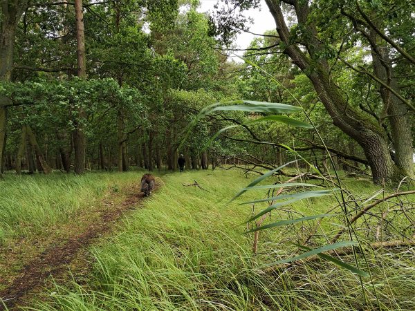 Ein Hund läuft auf einem Wanderweg am Schilf entlang.