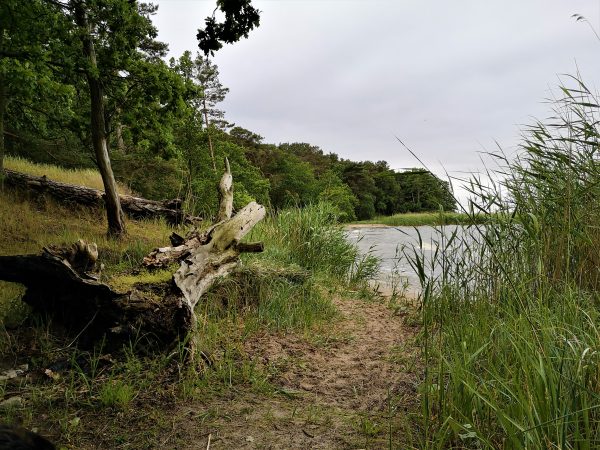 Ein Wanderweg führt zur Badebucht im Stettiner Haff.