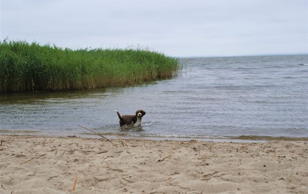 Ein Hund steht im Stettiner Haff.