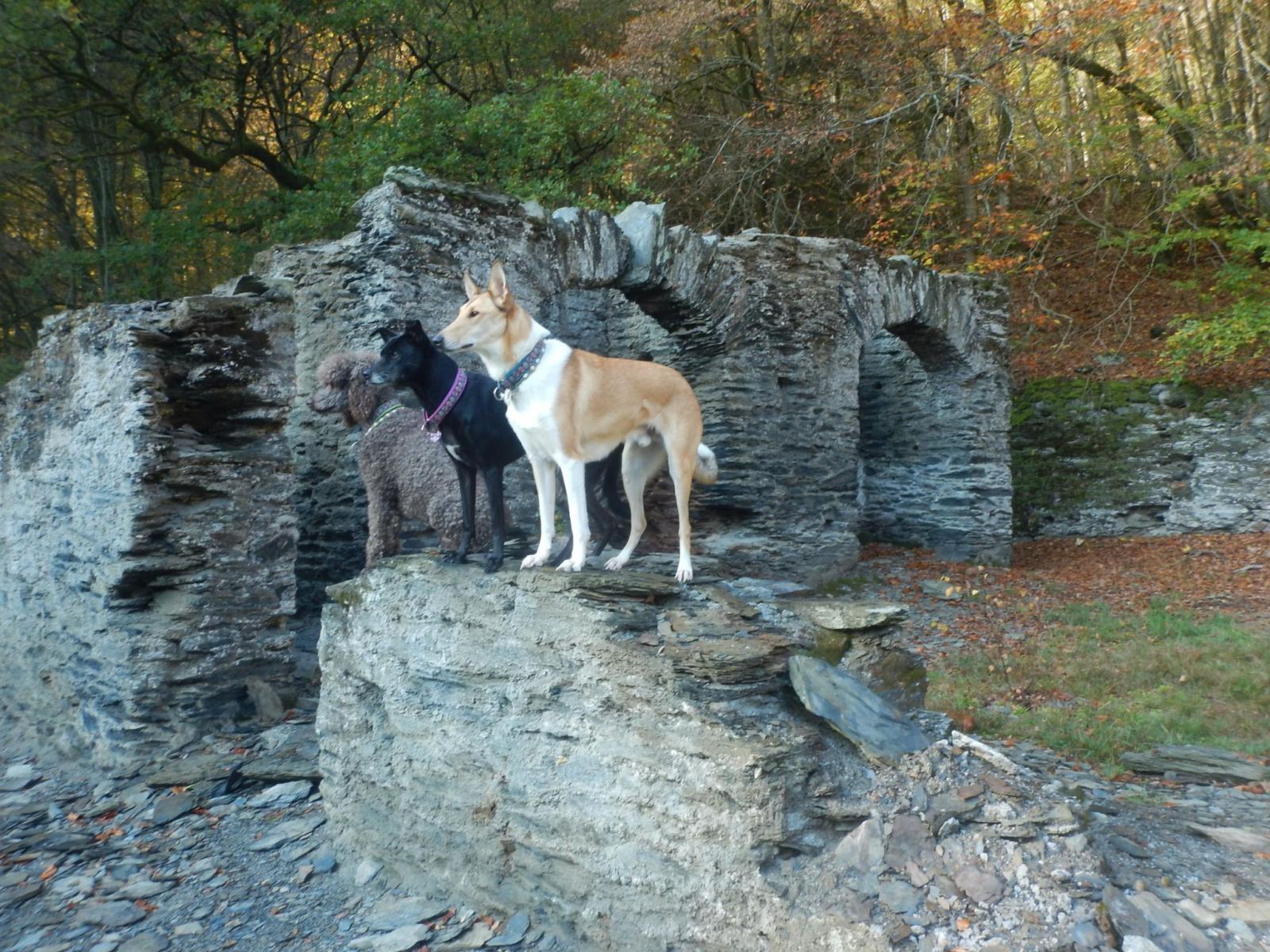 Wandern mit Hund Wällertour ab Tierpark im Buchfinkenland / Westerwald