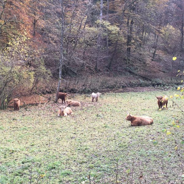 Schottische Hochlandrinder auf den Bachwiesen