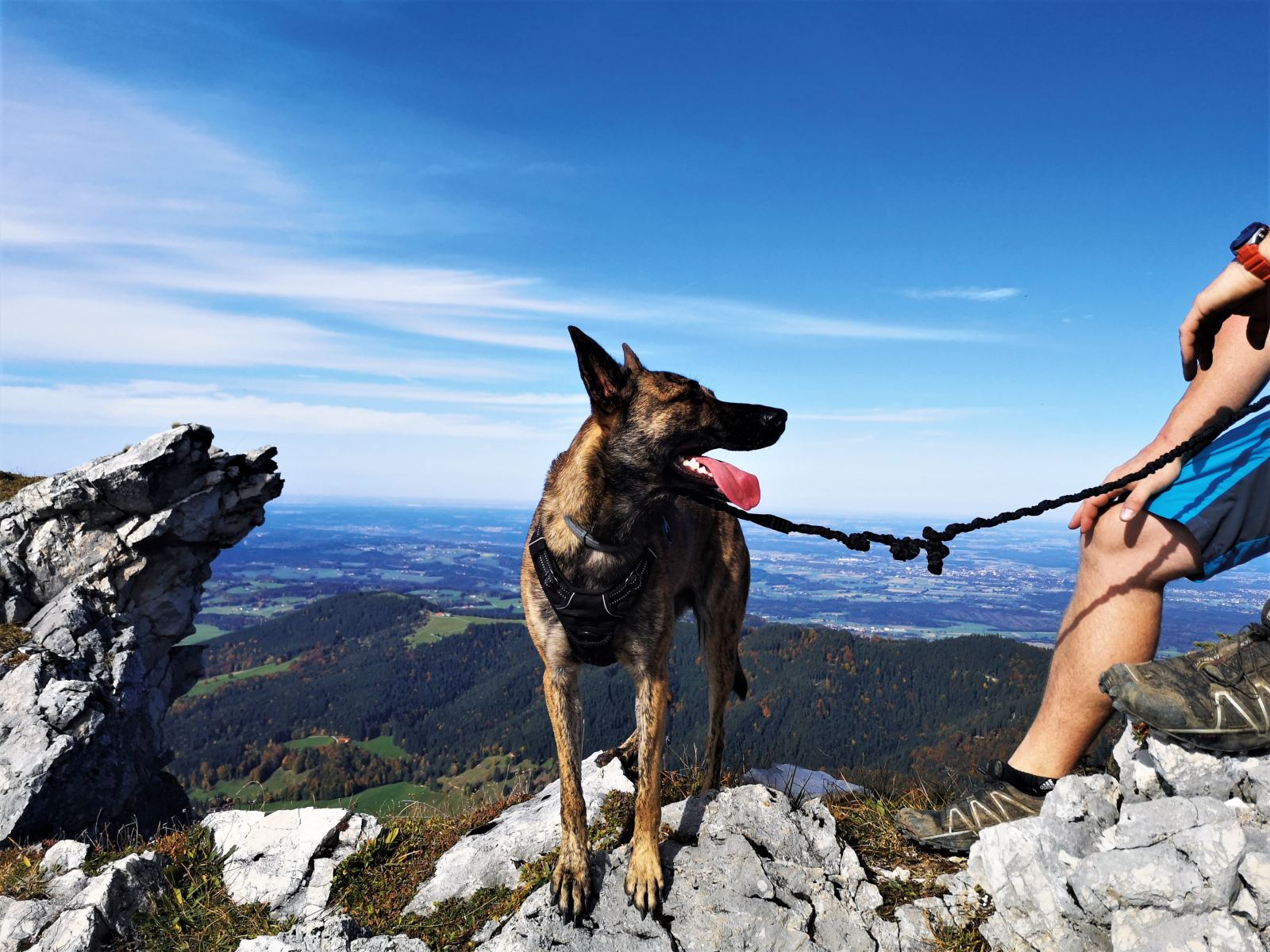 Ein Schäferhund steht auf einem Berggipfel.