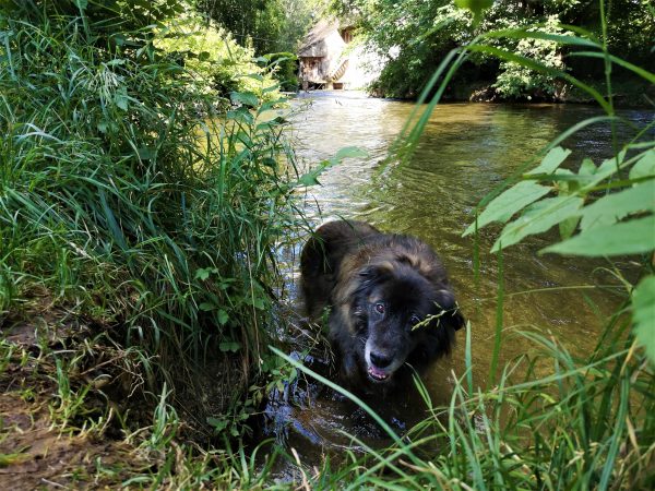 Ein Hund steht in einem Fluss.