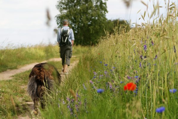Ein Mann und sein Hund gehen am Feld entlang.