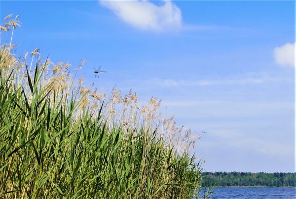 Libellen fliegen über Schilf.