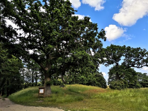 Ein Hügel mit einer großen Eiche.
