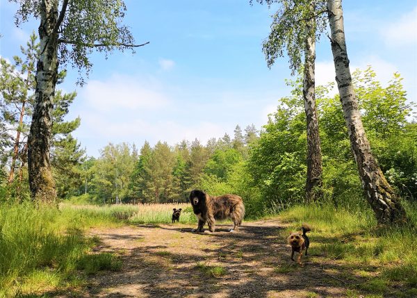Drei Hunde stehen am Ufer eines Sees.