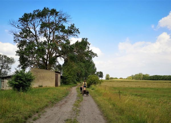 Ein Hund geht auf einem Feldweg.
