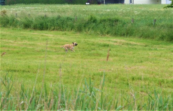 Ein Hund tobt über eine Wiese.