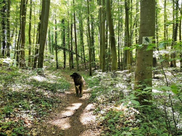 Ein Hund steht in einem Wald.