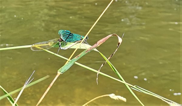Zwei Libellen sitzen auf einem Blatt.