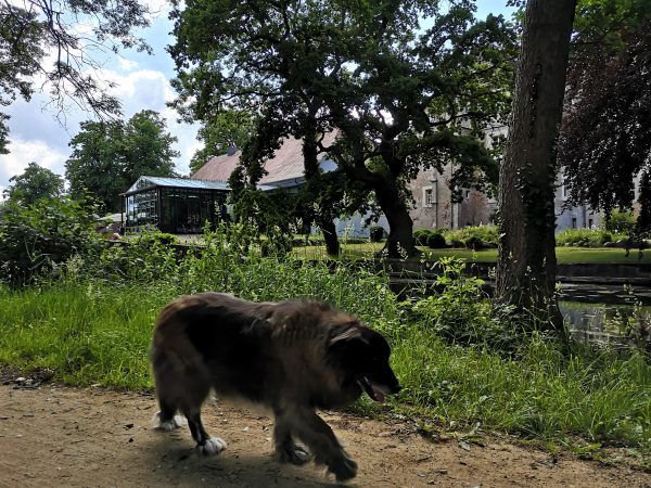 Ein Hund geht auf einem Spazierweg um ein Wasserschloss.