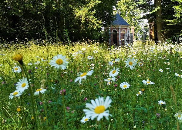 Eine Blumenwiese mit Margeriten.