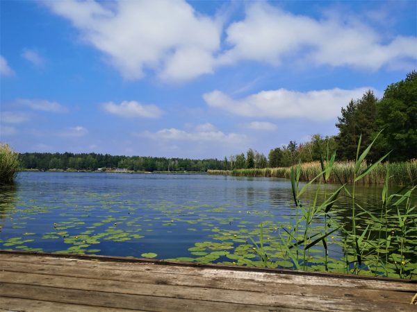 Ein Bootssteg mit Blick auf Seerosen auf einem See.