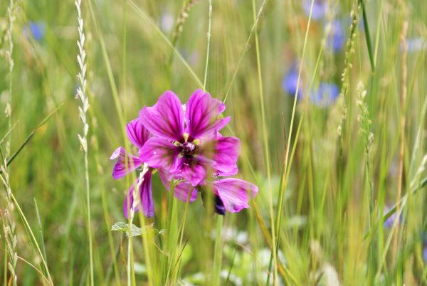 Eine wilde Malve, eine schöne Feldblume.