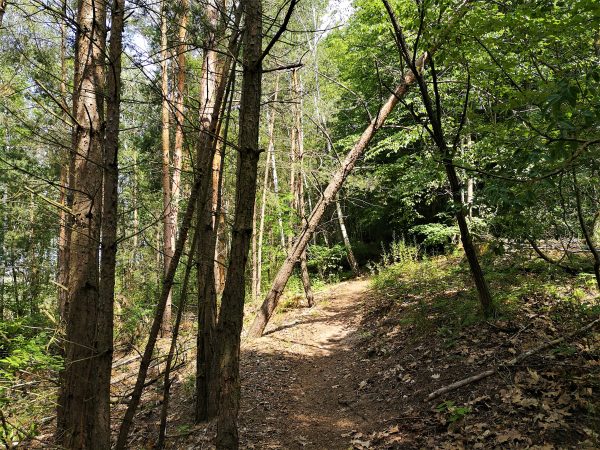 Ein schmaler Wanderweg im Wald.
