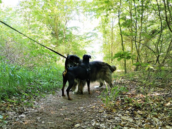 Zwei Hunde treffen sich im Wald.