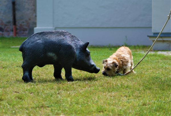 Ein kleiner Hund beäugt ein Wildschwein aus Gummi.