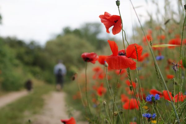 Roter Klatschmohn und blaue Kornblumen blühen am Wegrand.