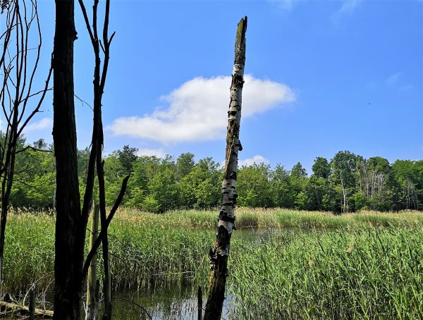 Eine abgestorbene Birke steht im Seewasser.