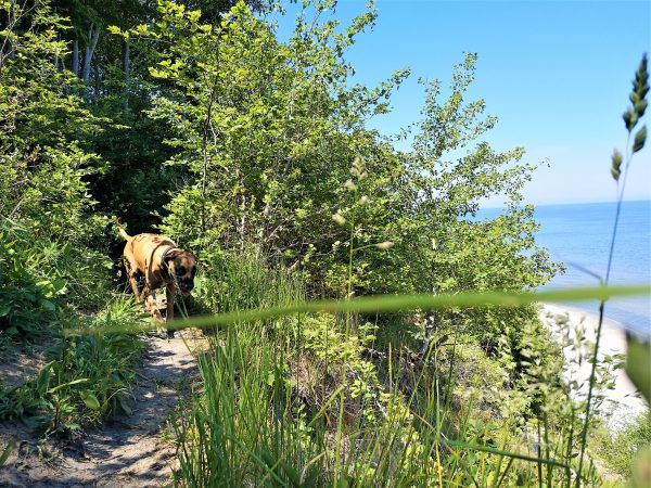 Ein Hund geht auf einem Weg über dem Meer.