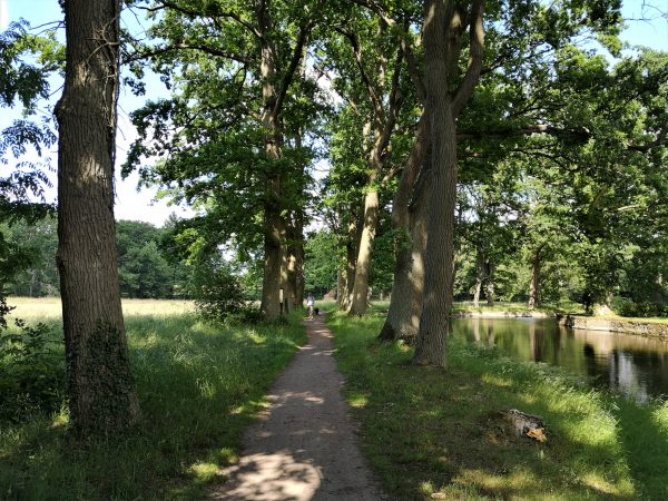 Ein Spazierweg mit Bäumen.