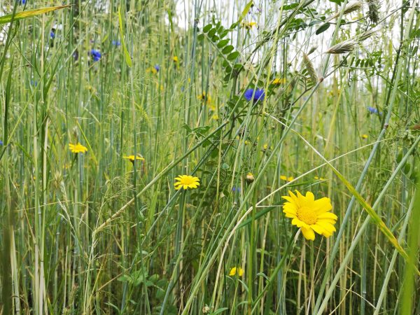 Wilde Margeriten blühen in gelb am Feldrand.