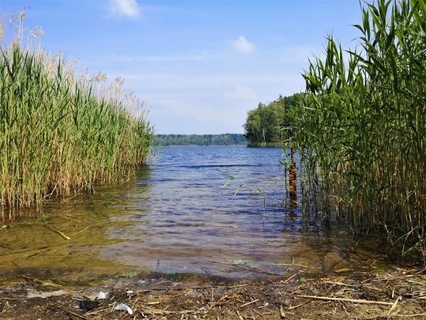 Eine Bucht am Seeufer mit Schilf.